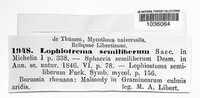 Lophiostoma semiliberum image
